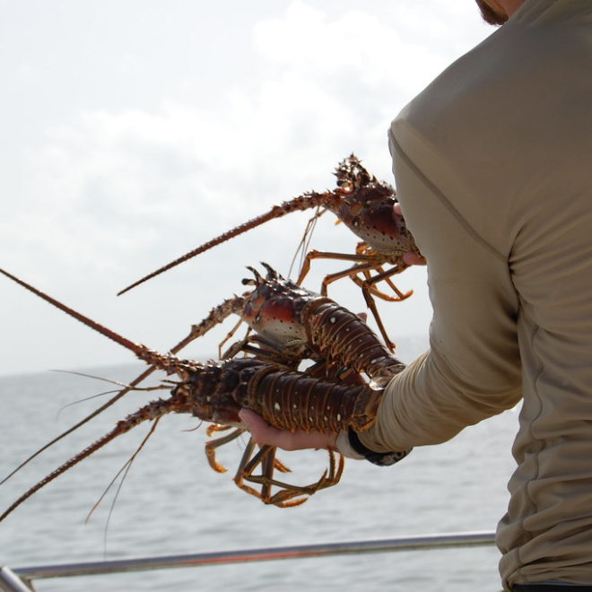 Caribbean spiny lobster, Panulirus argus
