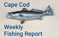 Cape Cod fishing report provided by Goose Hummock
