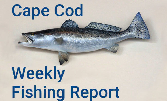 Weekly fishing report provided by Goose Hummock.