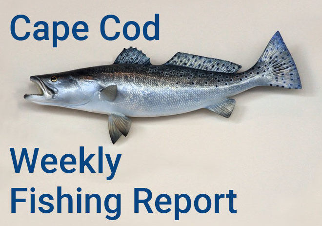 Weekly fishing report provided by Goose Hummock.