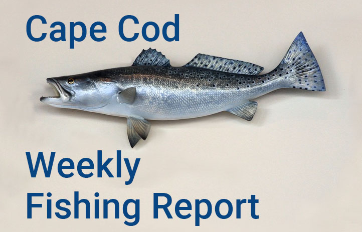 Weekly fishing report provided by Goose Hummock.