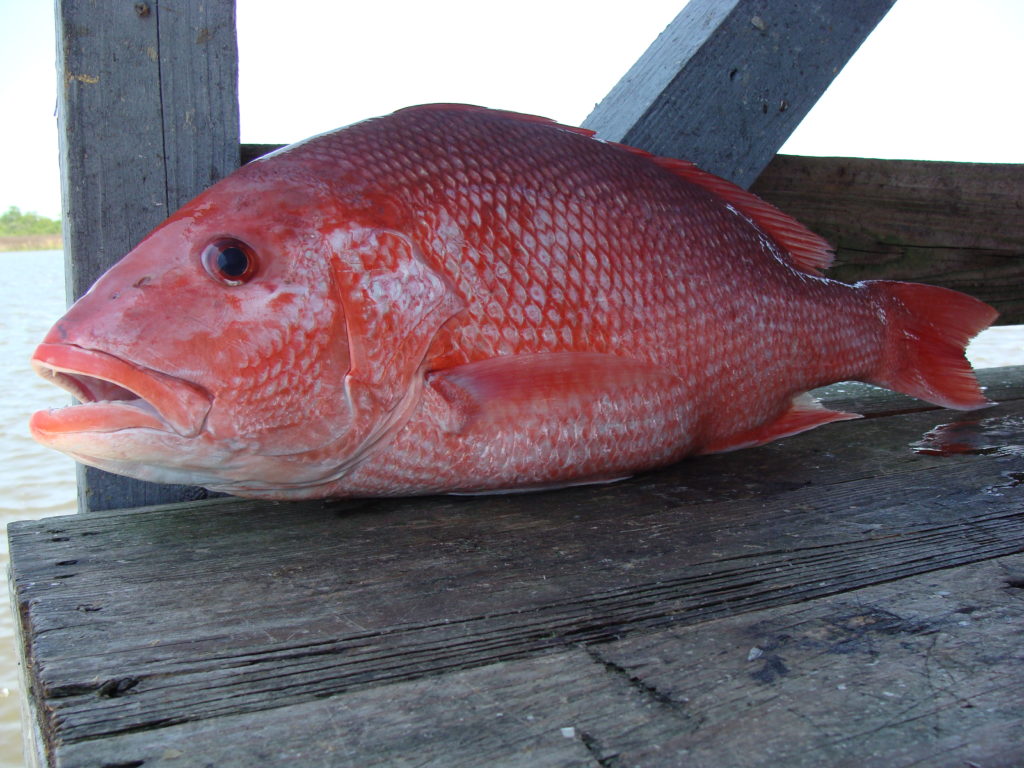 Red Snapper season starts June 11th