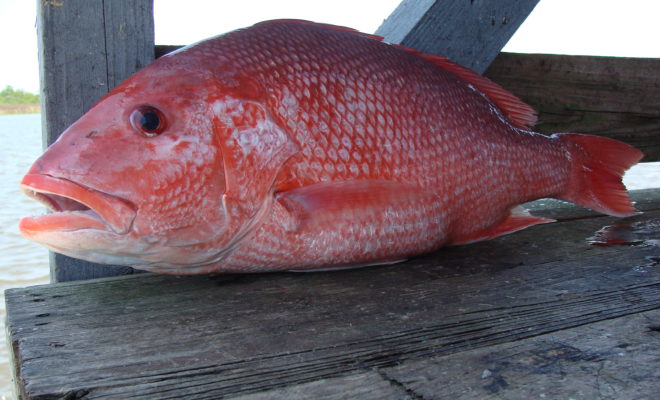 Red Snapper season starts June 11th