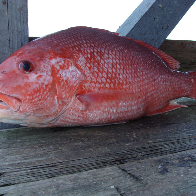 Red Snapper season starts June 11th