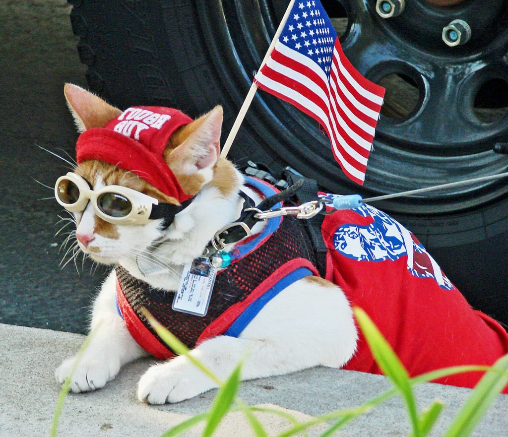 Patriotic Cat