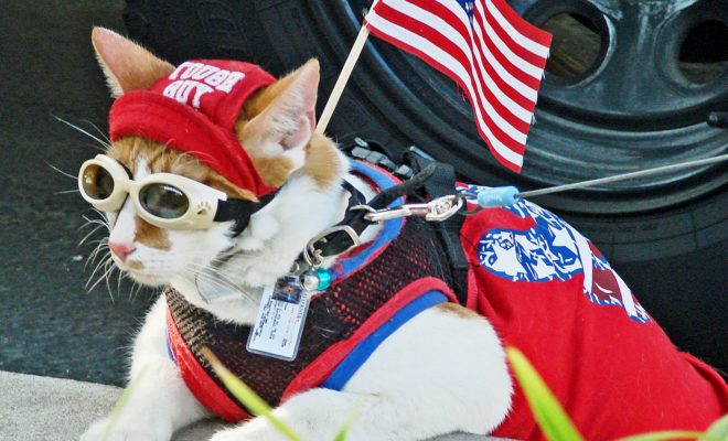 Patriotic Cat