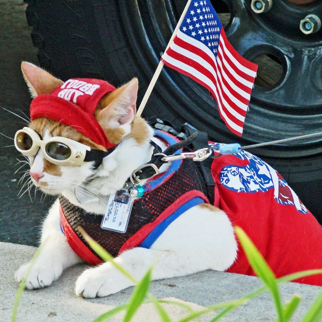 Patriotic Cat