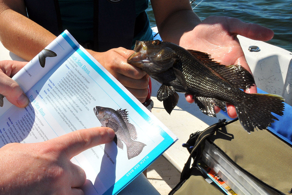 Black Sea Bass have become increasingly prevalent in New England.