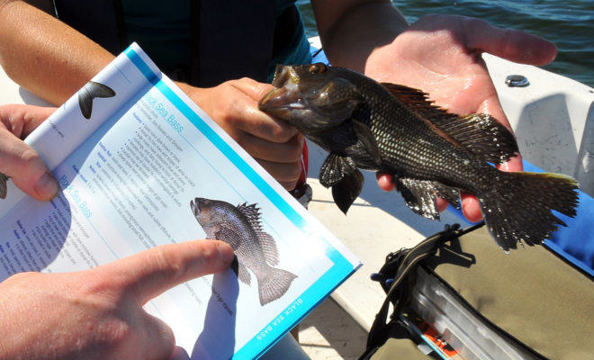 Black Sea Bass have become increasingly prevalent in New England.