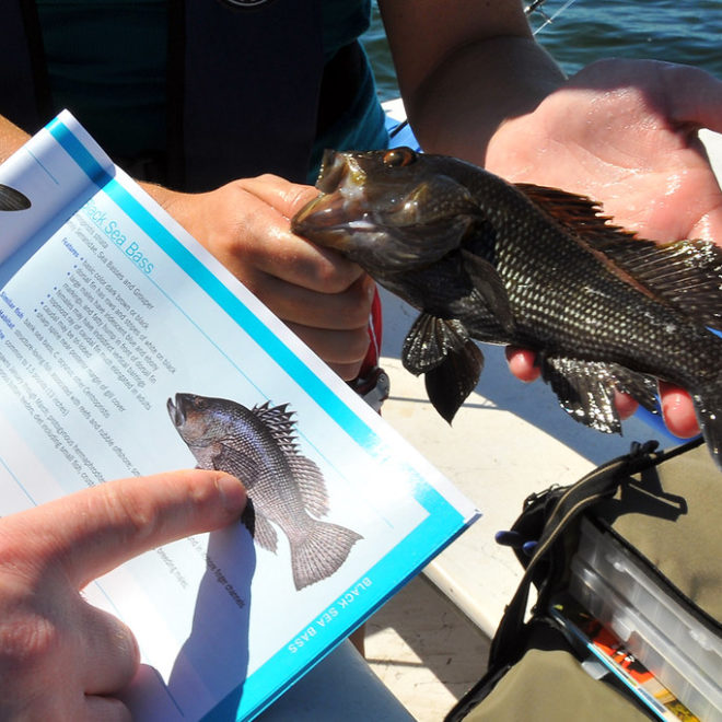 Black Sea Bass have become increasingly prevalent in New England.
