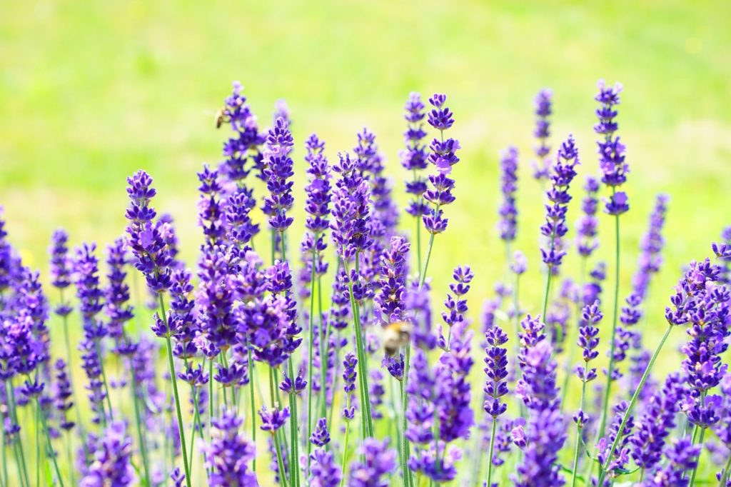 Wild Lavender