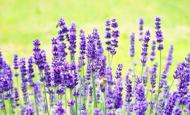 Wild Lavender