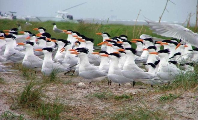 Nesting Shorebirds.