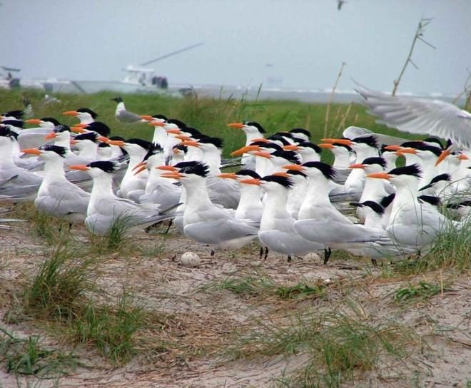Nesting Shorebirds.