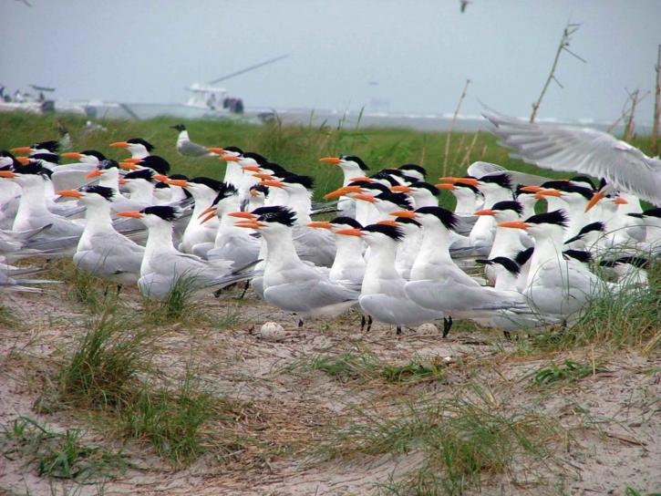 Nesting Shorebirds.