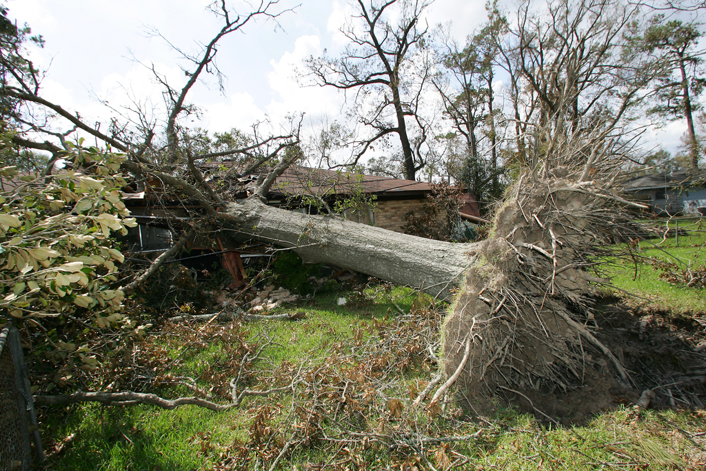 Safety 101 What To Do If a Tree Falls On Your House During a Storm
