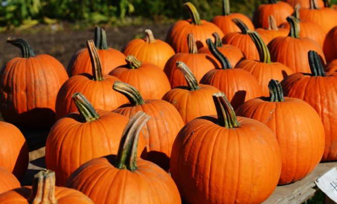 Delaware Pumpkin Carve Festival