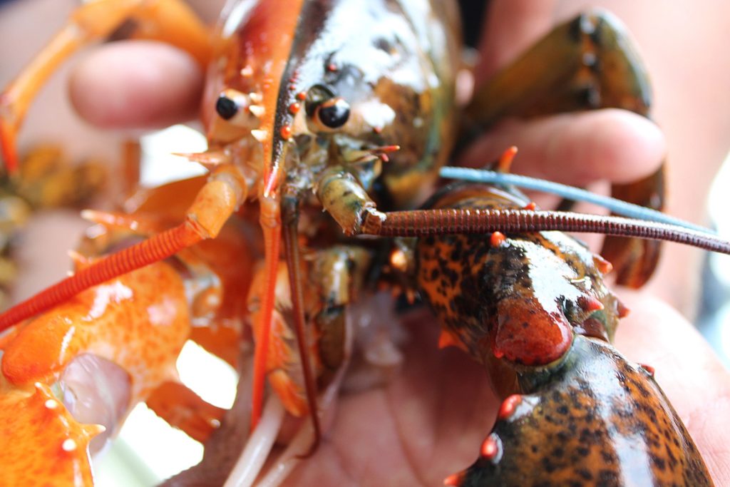 The two-tone lobster was found in Penobscot Bay by Capt. Daryl Dunham when he was fishing in coastal waters off Maine. Photo by Maine Center for Coastal