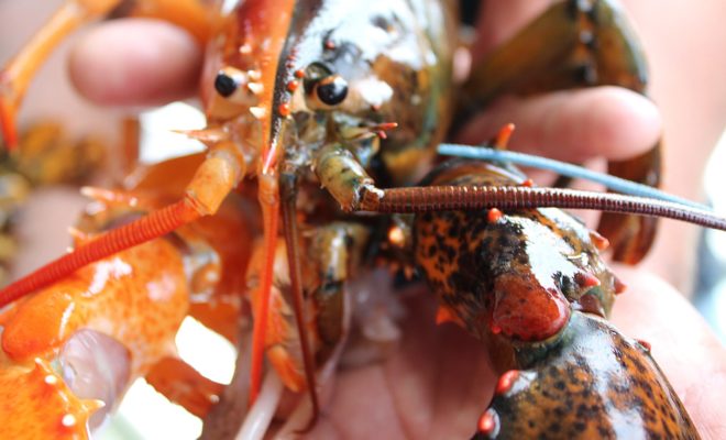 The two-tone lobster was found in Penobscot Bay by Capt. Daryl Dunham when he was fishing in coastal waters off Maine. Photo by Maine Center for Coastal