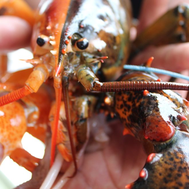 The two-tone lobster was found in Penobscot Bay by Capt. Daryl Dunham when he was fishing in coastal waters off Maine. Photo by Maine Center for Coastal
