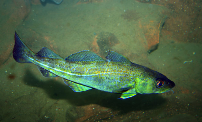 Open season for Atlantic Cod September 15 - 30.
