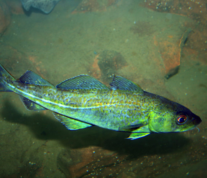 Open season for Atlantic Cod September 15 - 30.