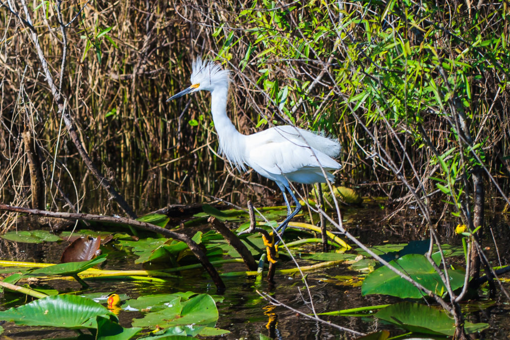 Florida Everglades Snowy Egret