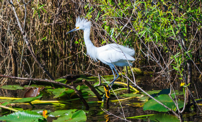Florida Everglades Snowy Egret