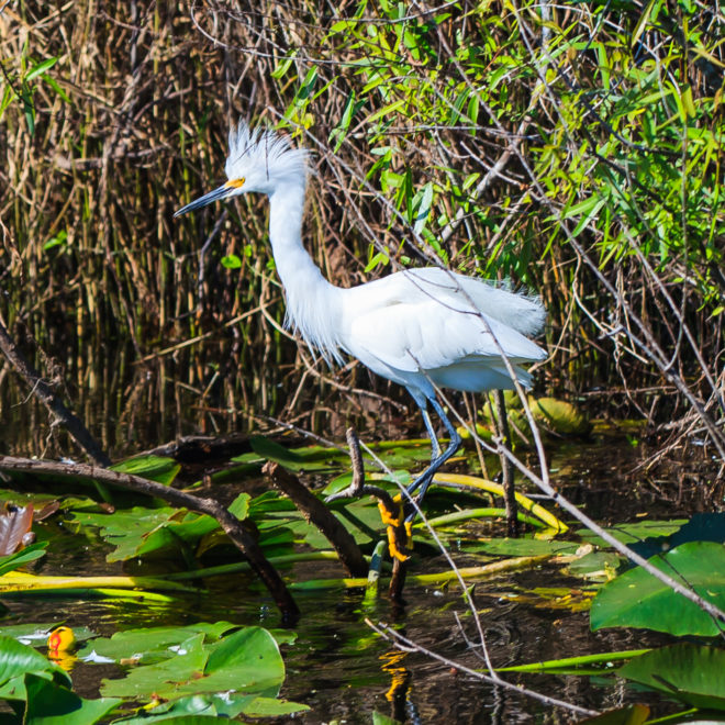 Florida Everglades Snowy Egret