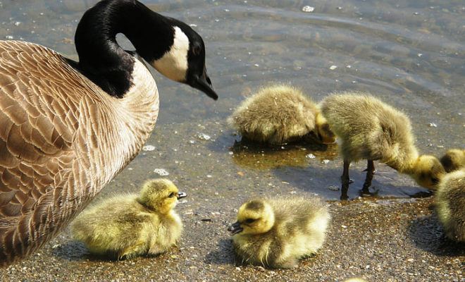 Scientists reveal huge losses of North American birds.