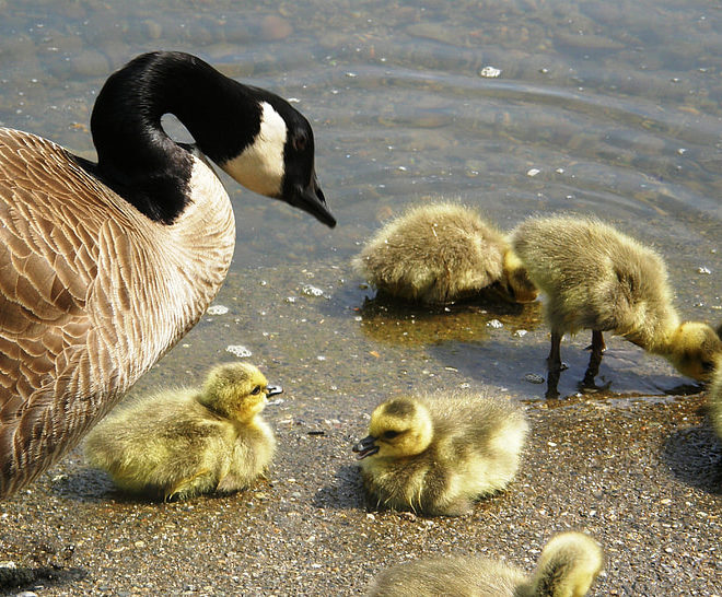 Scientists reveal huge losses of North American birds.