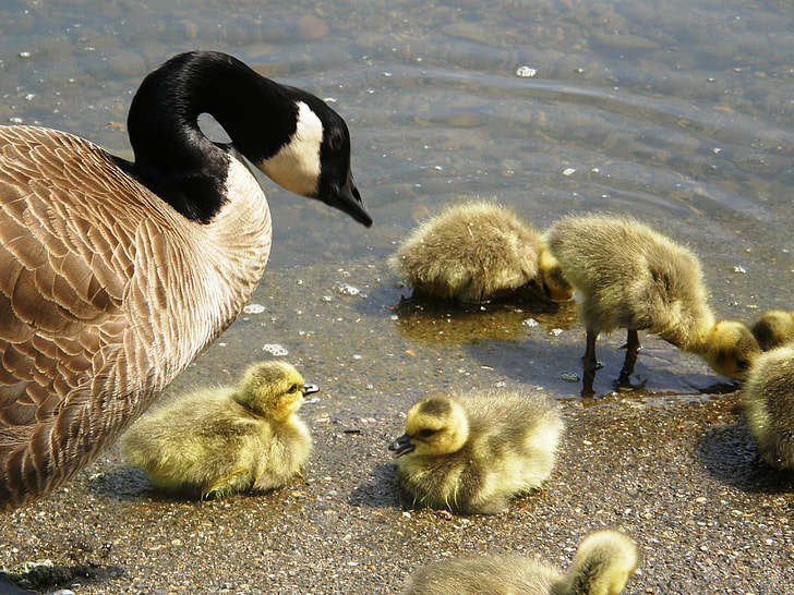 Scientists reveal huge losses of North American birds.