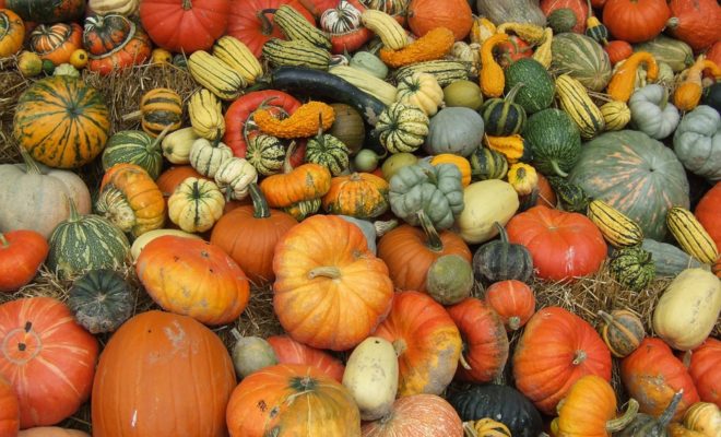 Berkeley Harvest Festival