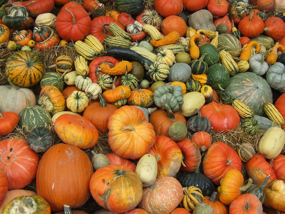 Berkeley Harvest Festival