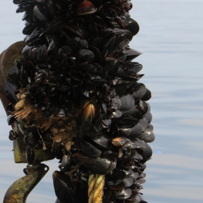Photo Courtesy of NOAA Fisheries.