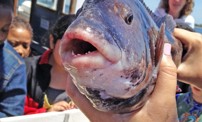 https://www.flickr.com/photos/maritimeaquarium/35079539864