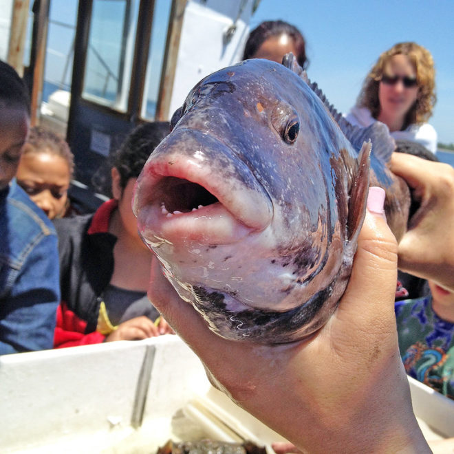 https://www.flickr.com/photos/maritimeaquarium/35079539864