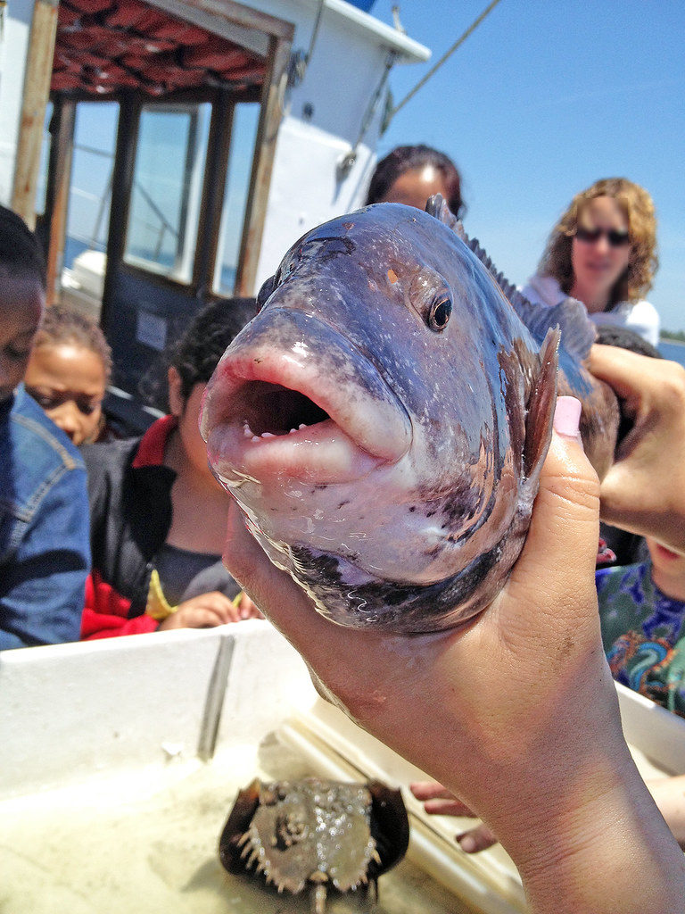 https://www.flickr.com/photos/maritimeaquarium/35079539864