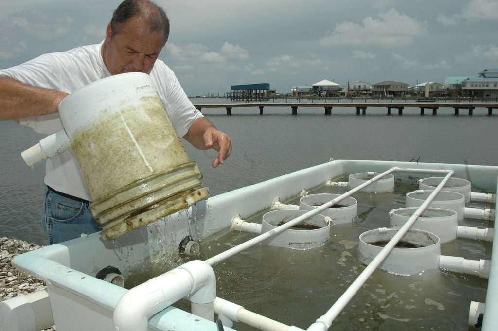 Grand Isle, LA Oyster Hatchery