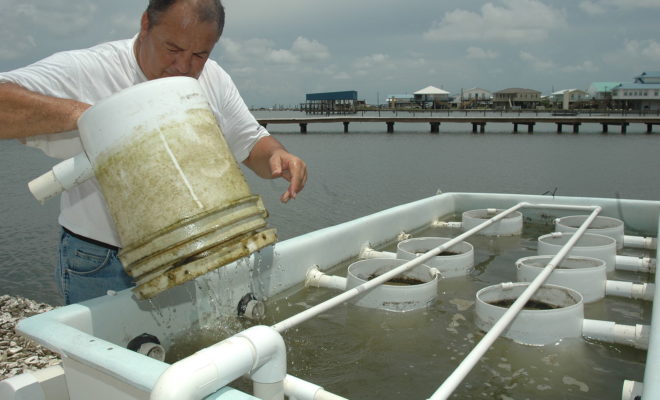 Grand Isle, LA Oyster Hatchery