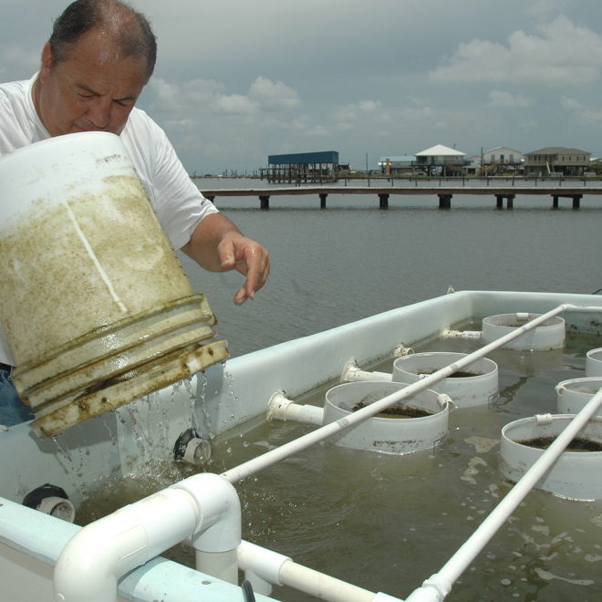 Grand Isle, LA Oyster Hatchery