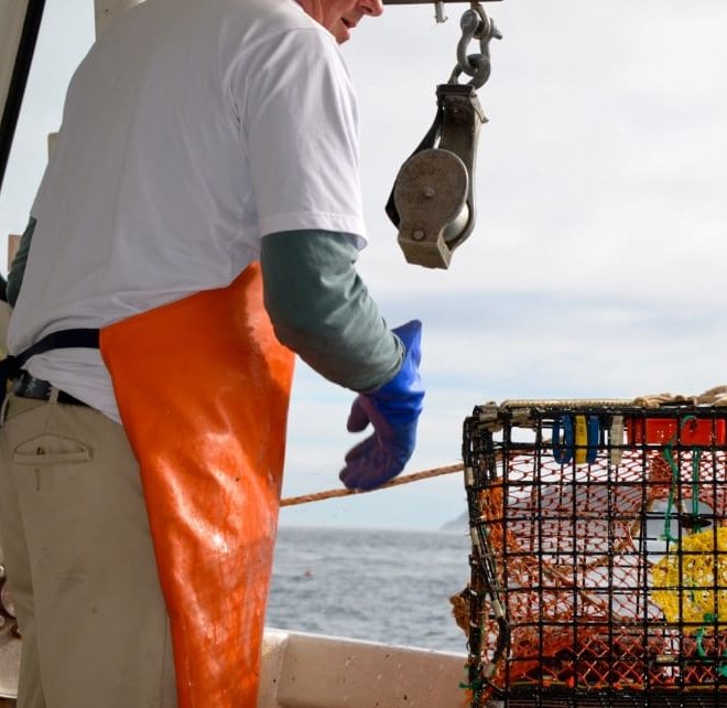 Endangered North Atlantic right whales are dying at an alarming rate, with heavy losses in Canadian waters.