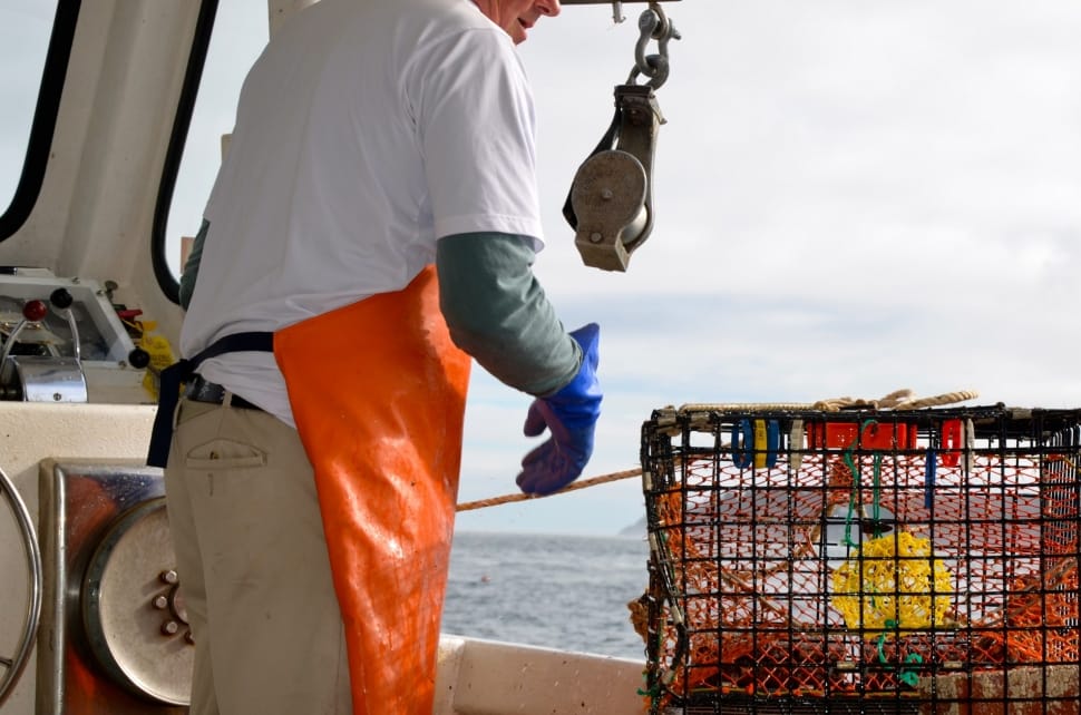 Endangered North Atlantic right whales are dying at an alarming rate, with heavy losses in Canadian waters.