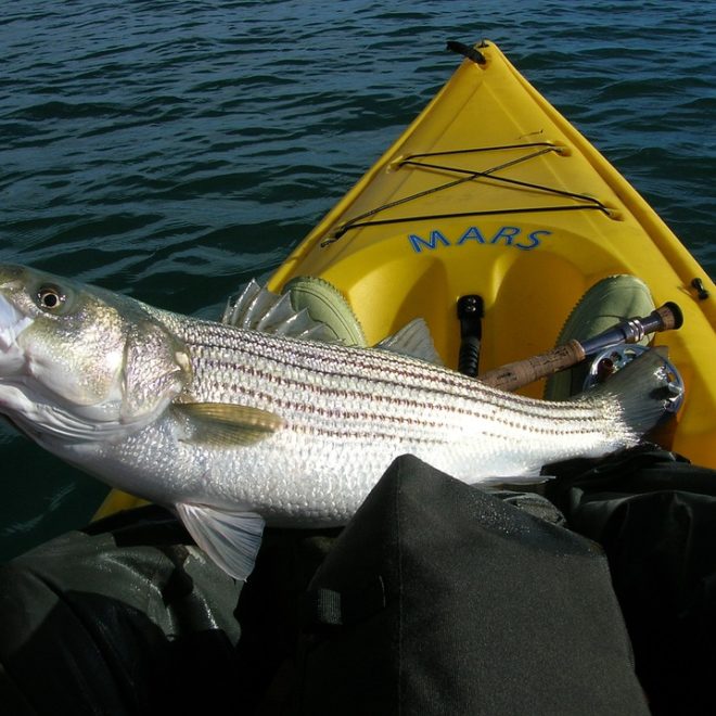 In Massachusetts, recreational and commercial fishers take more than 175,000 striped bass a year.
