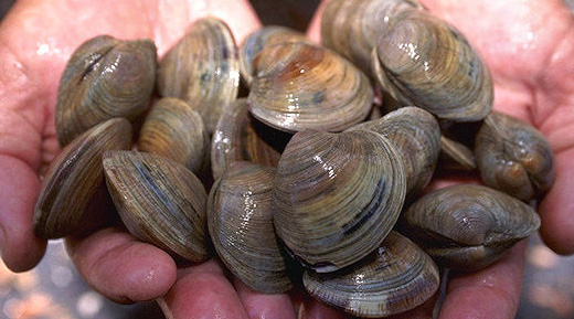 Willapa Bay Clams.