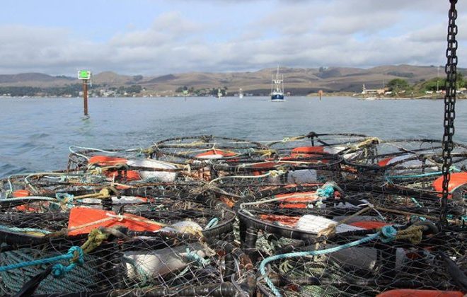 https://www.nationalfisherman.com/west-coast-pacific/bodega-bay-crabbers-delay-friday-opener-to-avoid-whales/?utm_source=marketo&utm_medium=email&utm_campaign=newsletter&utm_content=newsletter&mkt_tok=eyJpIjoiWTJSaE1HUXhOVEZqTlRkaSIsInQiOiJ2ZnN6WUwweXhMenVweExWOUJTVTg4aFdsSUpWREN3dUpEa1lIdEt1YUU2Mng0TFkyYVUxd2xWU3FLWnFRN0ZhOWpxYnBYaExHS2xXVEZLdTNXaCtCTW9PWFJ0dDBBcThKQkdnTkg2RUsweUxCTGRKVU9IN2Vaa0dnMXRWQU1LYSJ9