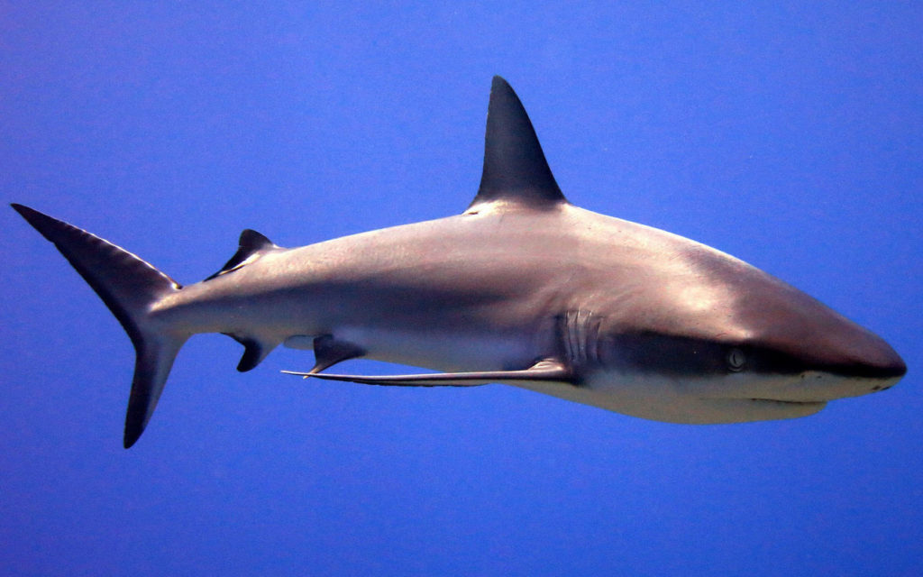 https://www.fisheries.noaa.gov/feature-story/12-shark-facts-may-surprise-you