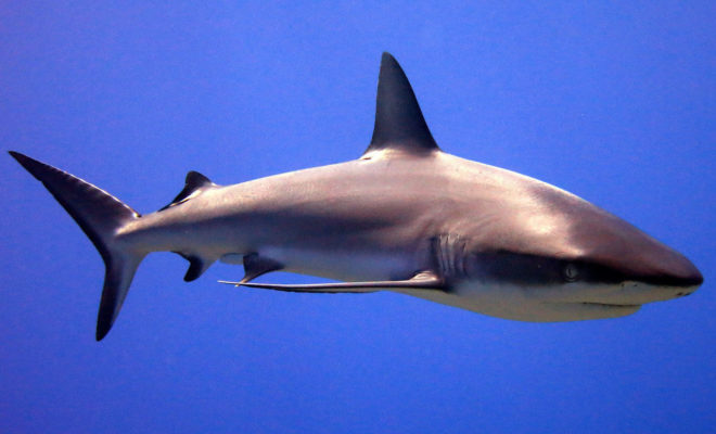 https://www.fisheries.noaa.gov/feature-story/12-shark-facts-may-surprise-you