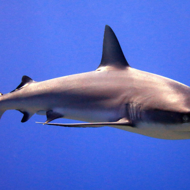 https://www.fisheries.noaa.gov/feature-story/12-shark-facts-may-surprise-you
