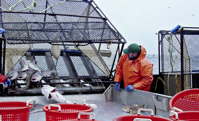 Photo Courtesy of NOAA Fisheries.